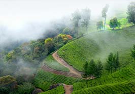 Munar Tea Farm – Production Location Service